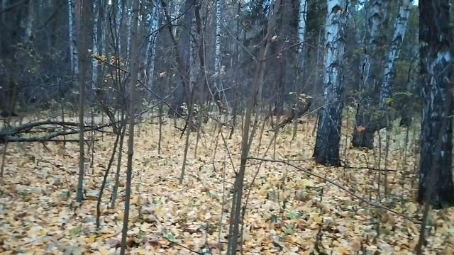 11-10-2025 Золотые дорожки