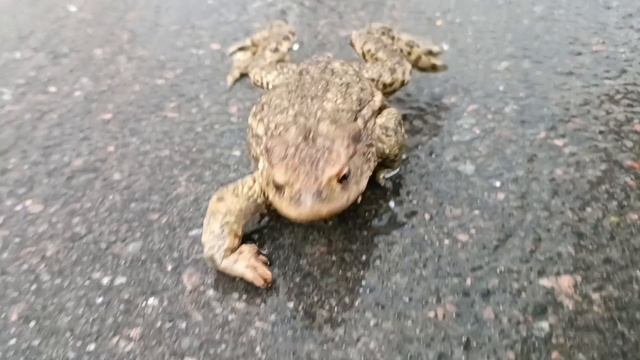 Путешествие одной лягушки)