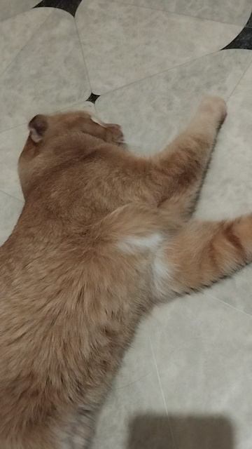 Кот Лео