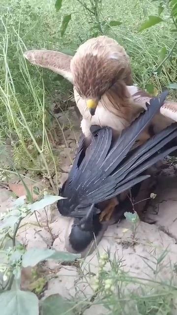 Сокол 🦅 поймал ворону 🐦⬛