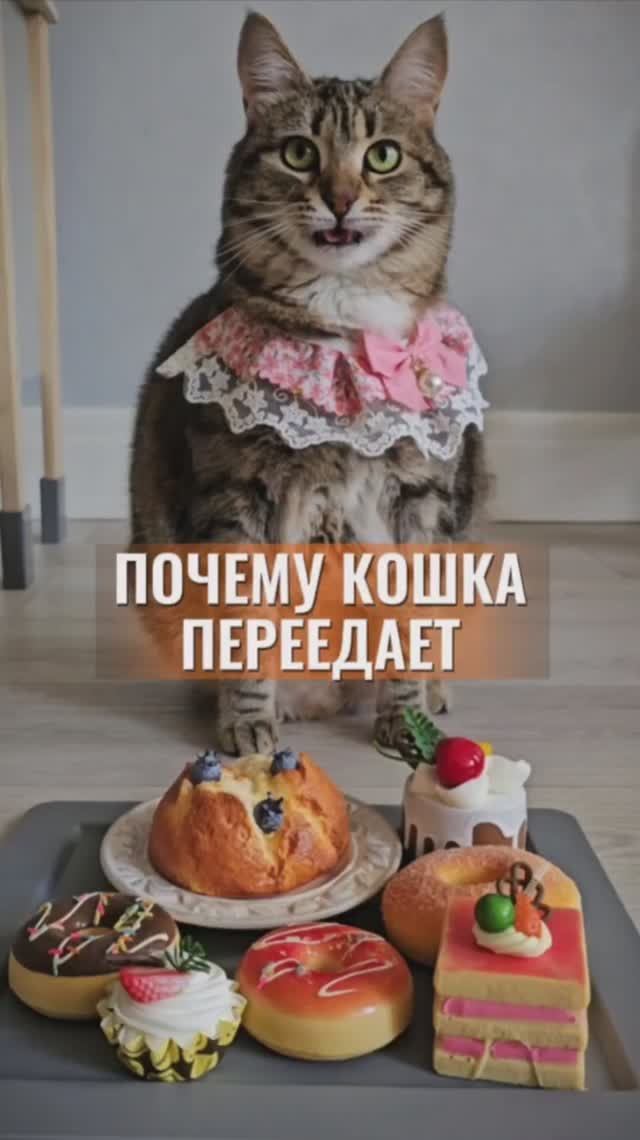Почему кошка переедает