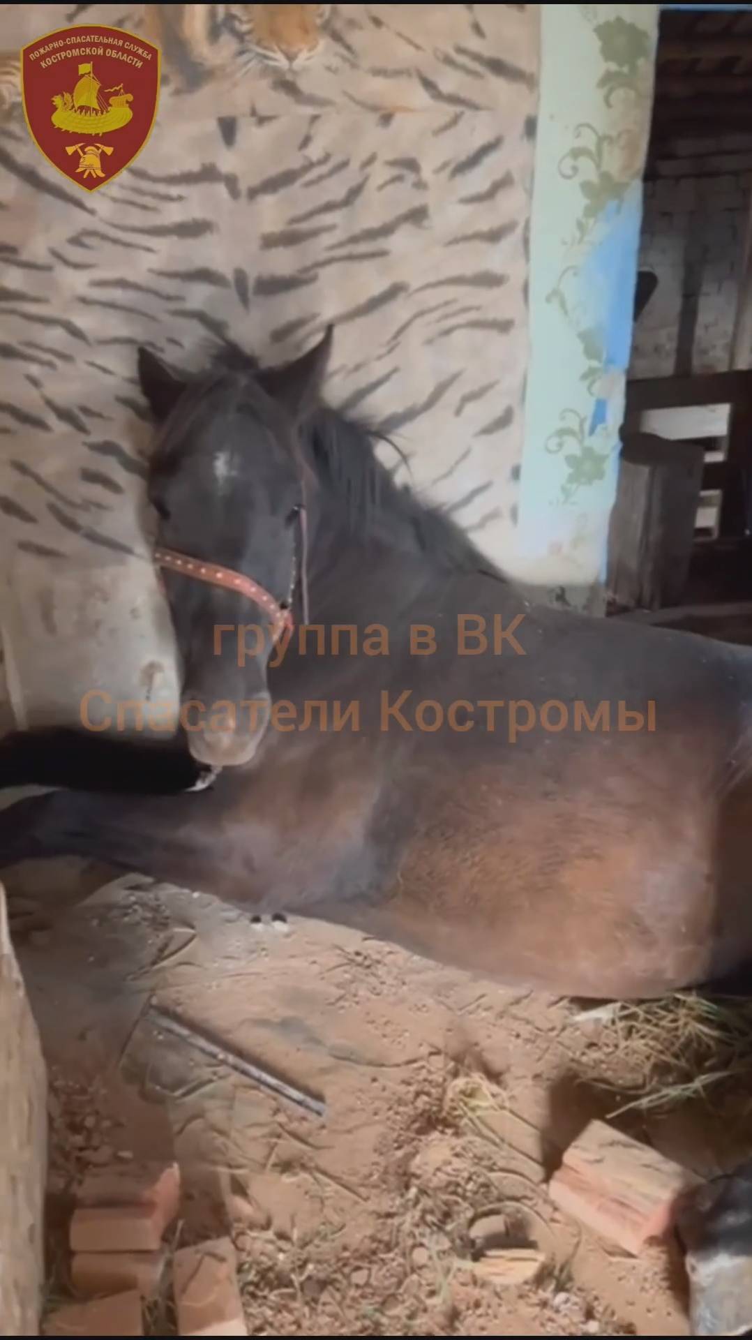 Спасатели провели спецоперацию по вызволению лошади из заброшенного дома под Костромой