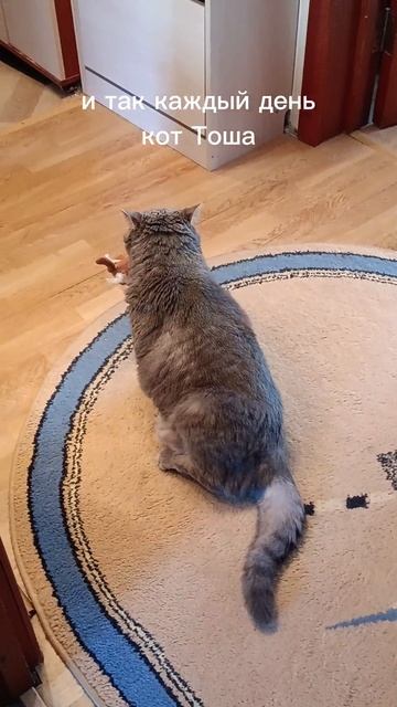 и так каждый день. кот Тоша 😺