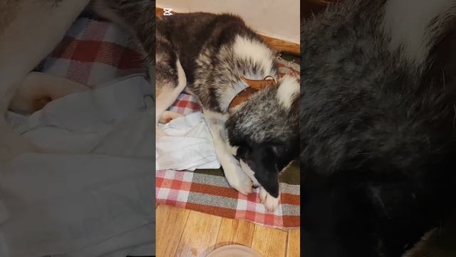 Снова поехала в клинику, чтобы сделать укол Василисе и Снежку