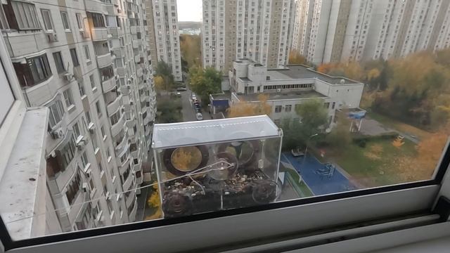 Синицы дома на кормушке 11 октября 2025