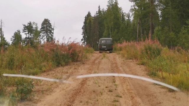 За черникой 2... Petal_20250819_234719.mp4