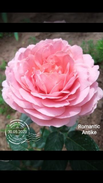 Роза Romantic Antike