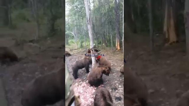 Смотри сколько медведей. Кошмар