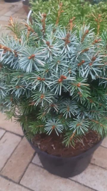 ❤🌲Ель Примо сербская 
✔Продажа растений в телеграм канале:
Https://t.me/love_is_hvoiny_dvorik
🚛🪴Отпр