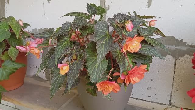 Бегония Бачо Оранж  (Begonia Bacio Orange)