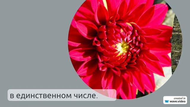 Фамилия Асла: история, происхождение и значение, полное склонение и интересные факты