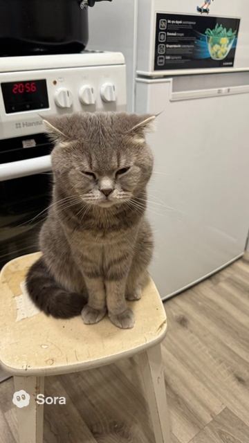 Голодный кот
