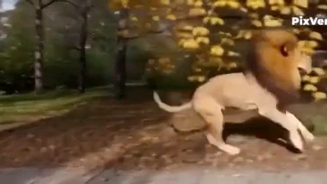 Лев угонщик автомобиля