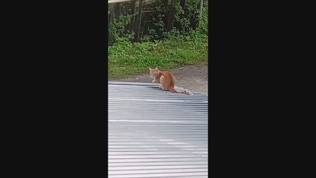 Кот. Фокс