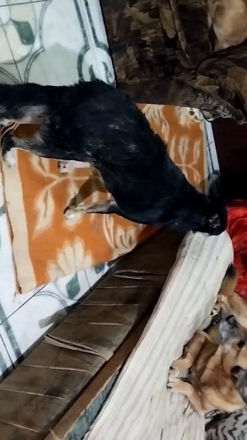 Беда пришла откуда не ждали,   совсем забыла, что и собачки стареют и могут болеть. 
Джесе стало рез