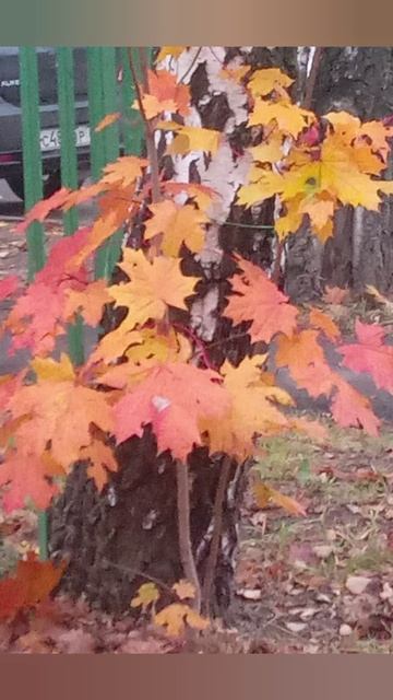 КЛЕНОВАЯ ОСЕНЬ В ТРОИЦКЕ🍁🍂🍁🍁