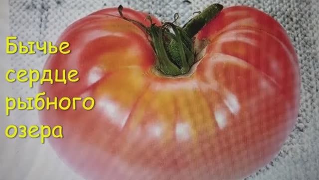 КАТАЛОГ ТОМАТОВ 2025 г. Часть 3. Проверенные сорта. г. Киров