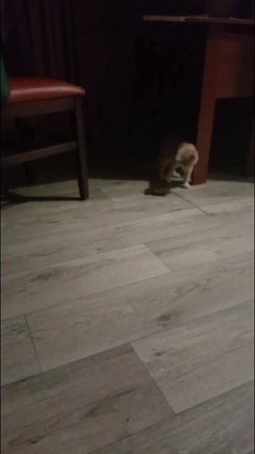 Барсик в деле!