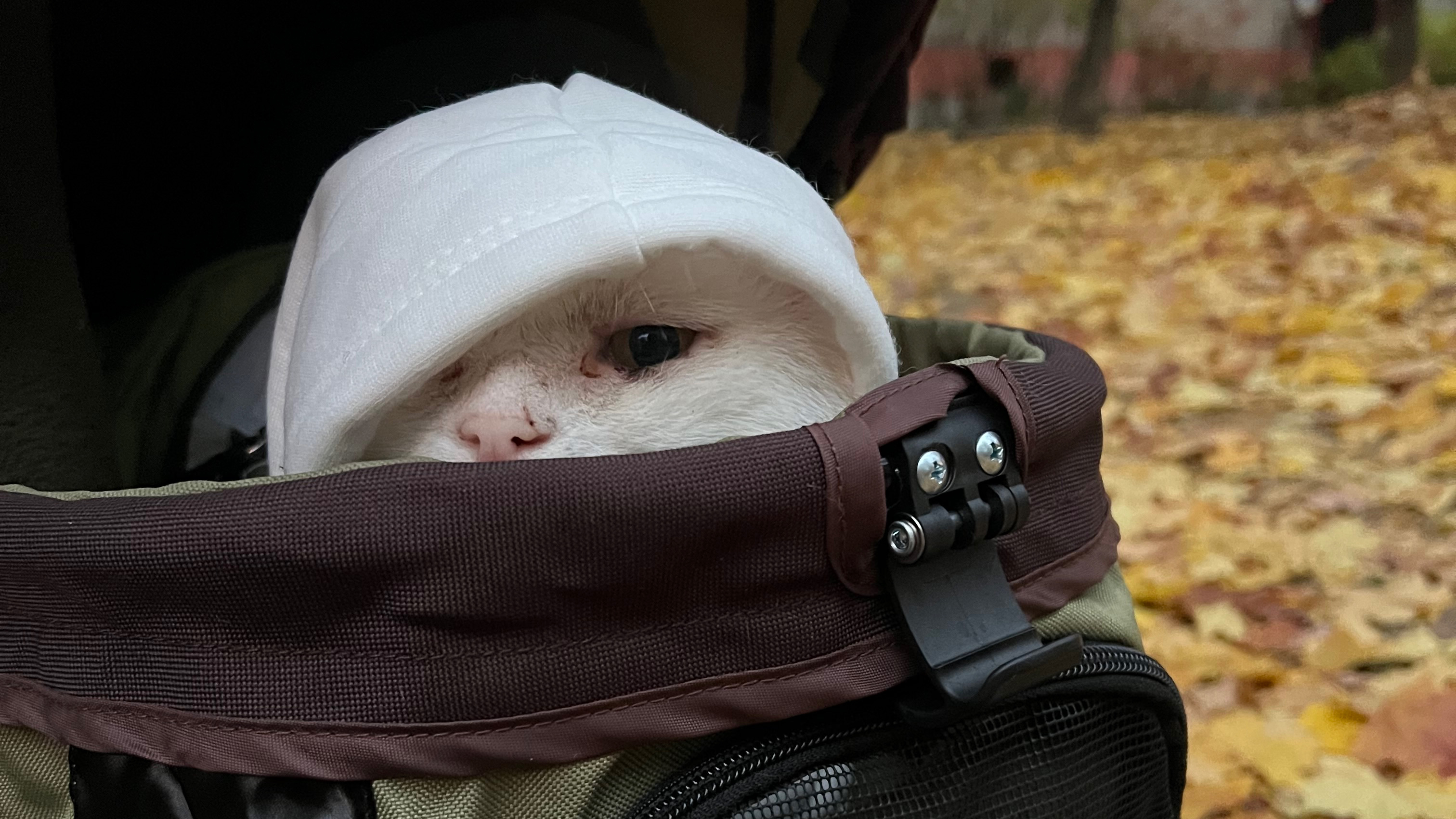 Спасение кота Везунчика