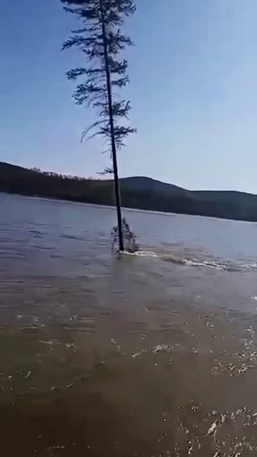 Стойкость