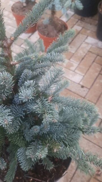 ❤🌲Пихта Бизарро благородная
✔Продажа растений в телграм канале:
Https://t.me/love_is_hvoiny_dvorik
🚛
