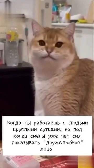 Стрессоустойчивойсть