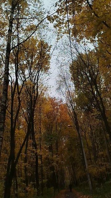 Красива природа 🌳