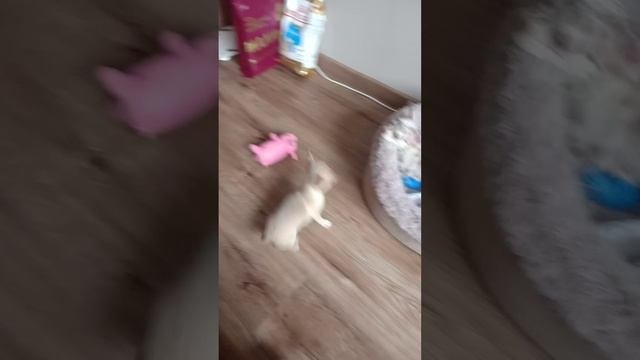 показывают девочку собачку драчуны дерутся мягкая шёрстка и гладкая милые собачки 🐶🐕🦮🐕🦺🐩🏠🇷♥