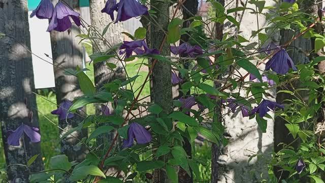 Купить Клематис Литтл Бас Clematis Little Bas