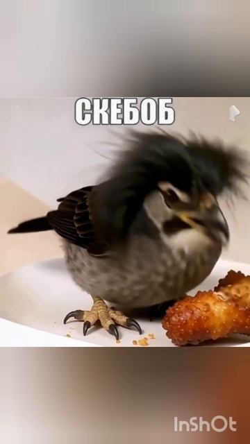 жирный скебоб