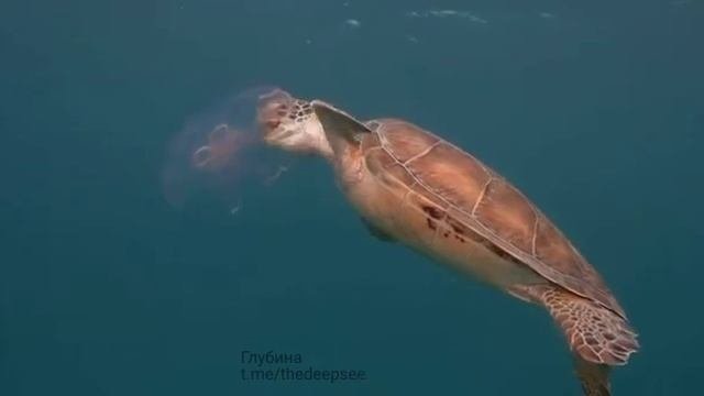 Морская черепаха 🐢 завтракает