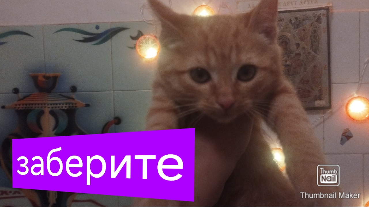 Отдаем кота в добрые руки