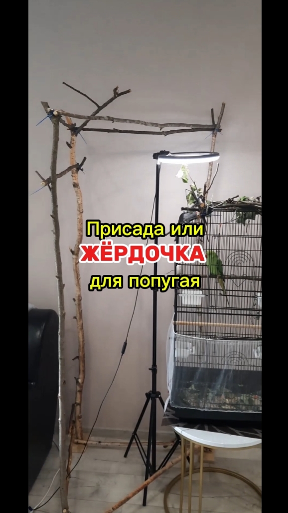 Жердочки своими руками для попугая Рики