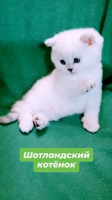 Милота