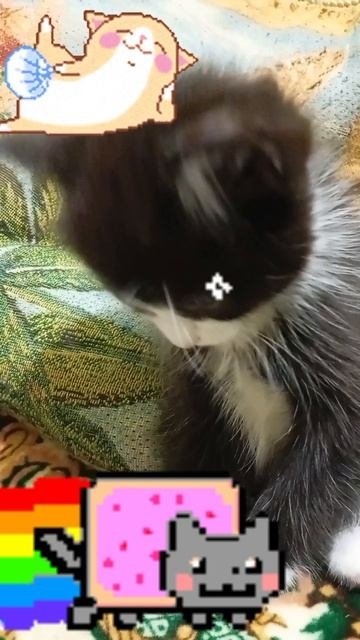 мяу окак