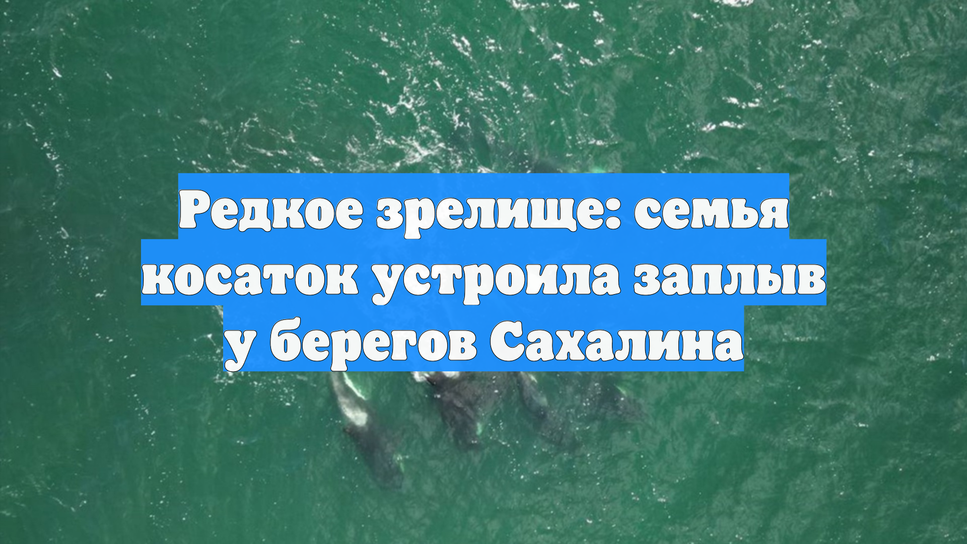 Редкое зрелище: семья косаток устроила заплыв у берегов Сахалина