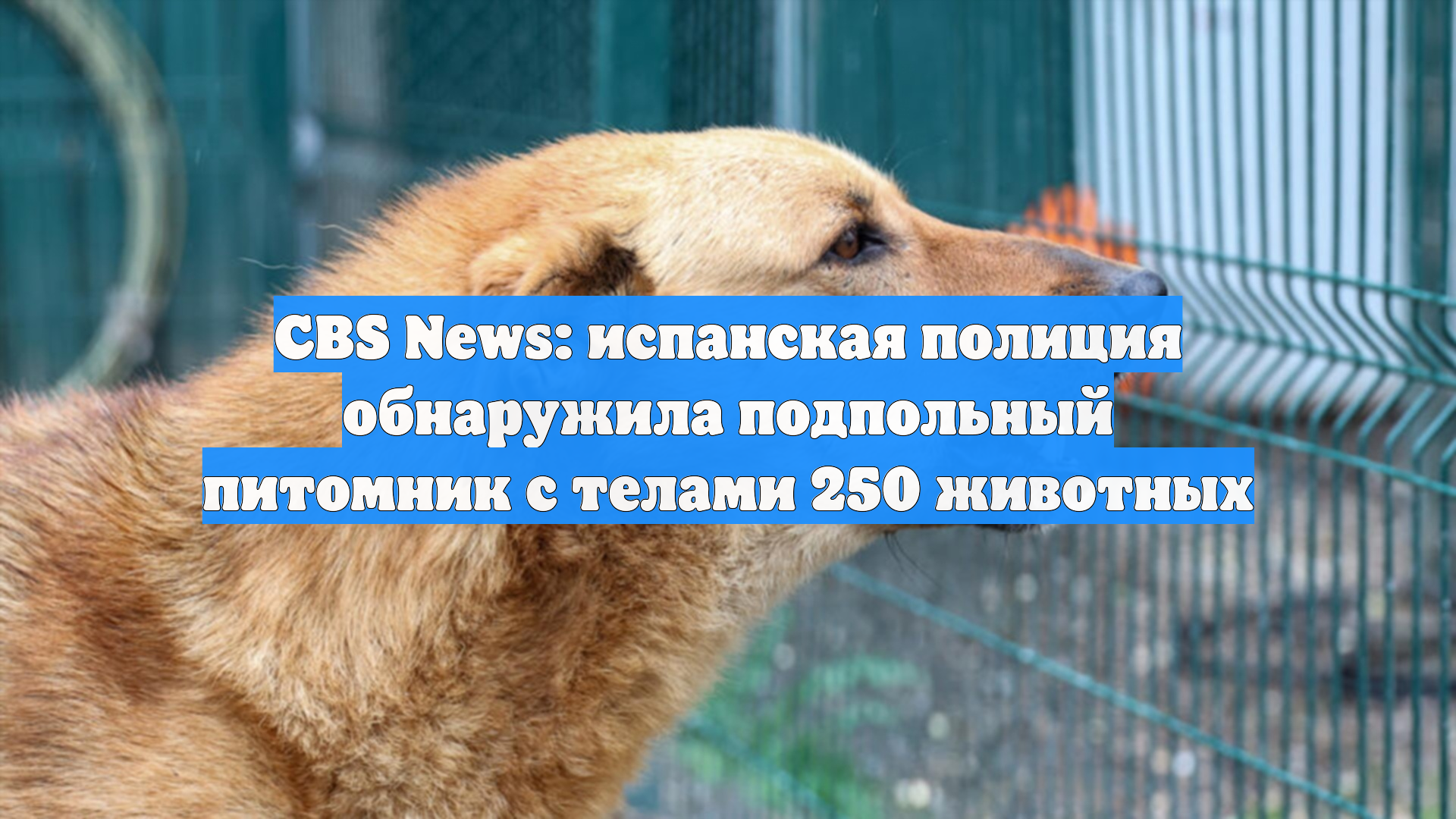 CBS News: испанская полиция обнаружила подпольный питомник с телами 250 животных