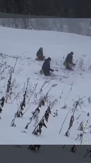 В Шерегеше Кемеровской области внезапно выпал снег, но по плану у коммунальщиков стоял покос травы.