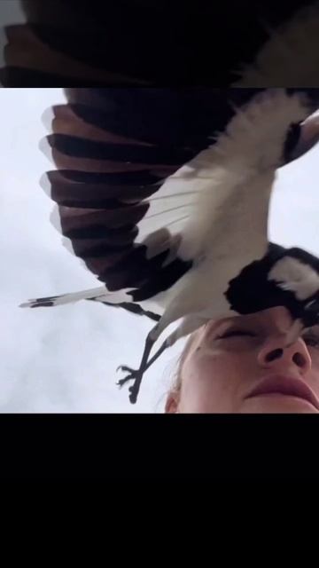Шанс, что тебя клюнет в глаз птица пока ты гуляешь, никогда не равен нулю!