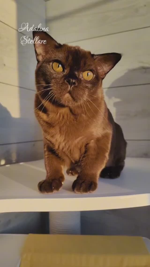 Бурманский котик Бенедикт