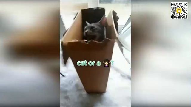 САМЫЕ+СМЕШНЫЕ+ПРОВАЛЫ+КОТОВ