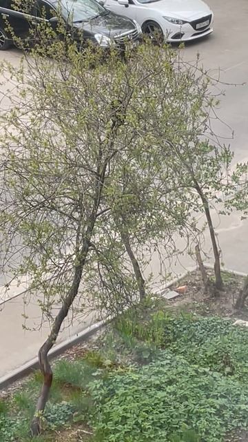 Просто угнездился