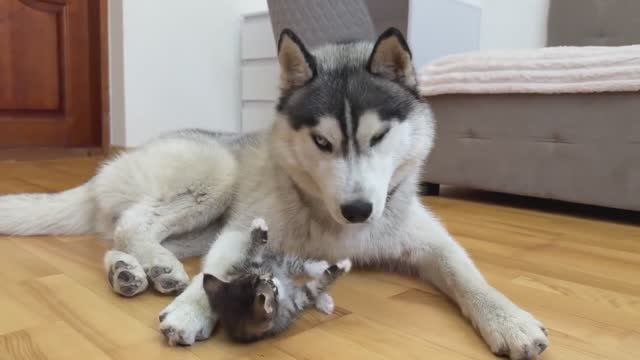 Крошечный котенок пытается поиграть с Хаски