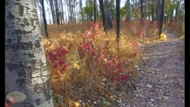 Краски осени. Алекс Росси. With English. The colors of autumn. Song of Alex Rossi.