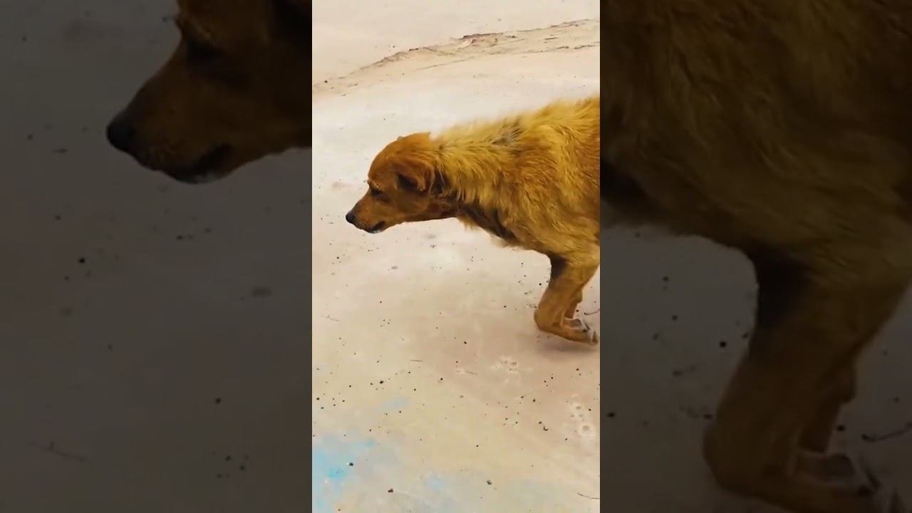 Funny Pets !!!  #funny #pets #shorts