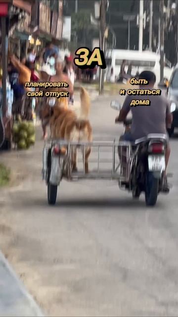 Во время путешествия по Таиланду, можно встретить много интересного. #таиланд #пхукет #самуи #паттай
