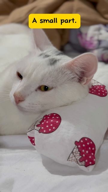 Как выглядит счастье по-котовски 😽