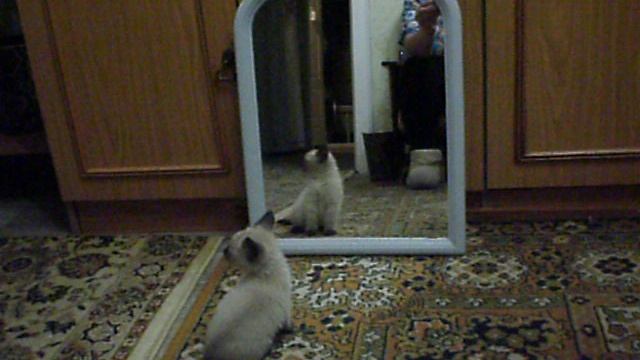 Котенок....