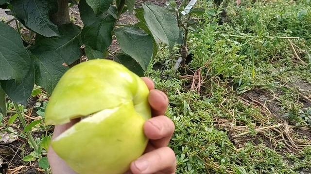 Колоновидные яблони.