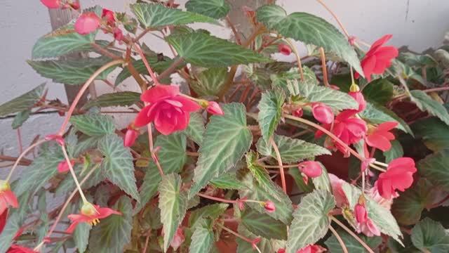 Бегония Илюминейшн Оранж(Begonia Illumination Orange)